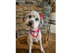 Adopt Cookie a Gray/Silver/Salt & Pepper - with White Havanese / Mixed dog in