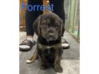 Adopt FOREST a Black Beagle / Labrador Retriever / Mixed dog in Wellington