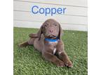 Adopt COPPER a Brown/Chocolate Beagle / Labrador Retriever / Mixed dog in