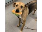 Adopt Zoey a Black Mixed Breed (Large) / Shepherd (Unknown Type) / Mixed dog in
