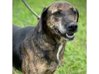Adopt Anne a Brindle Mountain Cur / Mixed dog in Washington, DC (39175706)