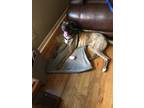 Adopt Reyna a Brindle - with White Black Mouth Cur / Mixed dog in Van Alstyne