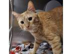 Adopt Max a Orange or Red Domestic Shorthair / Domestic Shorthair / Mixed cat in