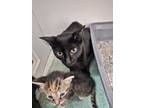 Adopt Fancy a All Black Domestic Shorthair / Domestic Shorthair / Mixed cat in