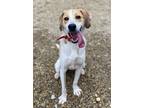 Adopt Scarlett a White Mixed Breed (Large) / Mixed dog in Columbus