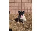 Adopt Bailey a Tan/Yellow/Fawn Pug / Mixed dog in Palm Springs, CA (39174718)