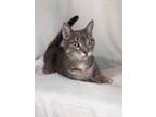 Adopt Millie a Gray or Blue Domestic Shorthair / Domestic Shorthair / Mixed
