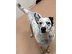 Adopt Murphy a White Australian Cattle Dog / Mixed dog in Phoenix, AZ (34782783)