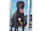 Adopt Murphy a Black Great Dane / Mixed dog in Windsor, ON (39175584)