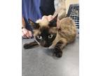 Adopt Bronson a Brown or Chocolate Siamese / Domestic Shorthair / Mixed cat in