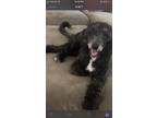 Adopt Winston a Black - with White Sheepadoodle / Mixed dog in Lincoln