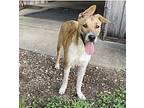 Adopt Tony a Tan/Yellow/Fawn - with White Husky / Mixed dog in Hartford