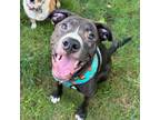 Adopt Knox a Black Pit Bull Terrier / Mastiff / Mixed dog in Patchogue