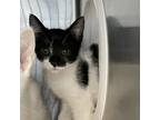 Adopt River a All Black Domestic Shorthair / Mixed cat in Nashville