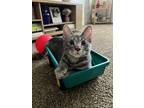 Adopt Remi a Gray or Blue Domestic Mediumhair / Mixed (medium coat) cat in