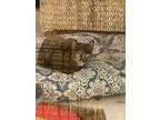 Adopt Speckles a Tortoiseshell American Shorthair / Mixed (short coat) cat in