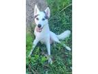 Adopt Momma Bella a Siberian Husky / Mixed dog in Clear Lake, IA (39170480)