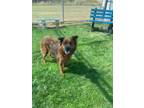 Adopt Rayne a Labrador Retriever / Chow Chow / Mixed dog in Greenville