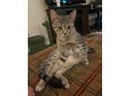 Adopt Beau a Brown Tabby Domestic Shorthair / Mixed (short coat) cat in