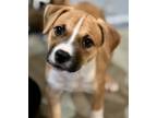 Adopt Betty a Brown/Chocolate - with White Boxer / Mixed Breed (Medium) / Mixed