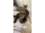 Adopt Yuki a Tiger Striped Tabby / Mixed (medium coat) cat in Holloman AFB