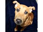 Adopt Rouge a Tan/Yellow/Fawn Dachshund / Mixed dog in Largo, FL (39154387)