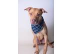 Adopt 19-596D Prince a Tan/Yellow/Fawn American Pit Bull Terrier / Mixed dog in