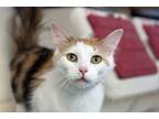 Adopt Boo Berry a White Domestic Shorthair / Domestic Shorthair / Mixed cat in