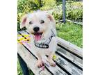 Adopt Penny a Tan/Yellow/Fawn Schnauzer (Miniature) / Mixed dog in E.