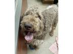 Adopt Cocoa a Brown/Chocolate Poodle (Standard) / Mixed dog in Hamilton