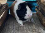 Adopt Toffee- Kitchener a White Guinea Pig / Mixed small animal in Kitchener