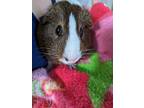 Adopt Coffee- Kitchener a White Guinea Pig / Mixed small animal in Kitchener