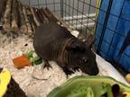 Adopt Hiyoko- Kitchener a Black Guinea Pig / Mixed small animal in Kitchener