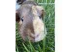 Adopt Opal- Kitchener a Brown or Chocolate Guinea Pig / Guinea Pig / Mixed small