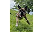 Adopt Maisy - Kitchener a Brindle Mixed Breed (Large) / Mixed dog in Kitchener