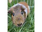 Adopt Ruby- Kitchener a White Guinea Pig / Guinea Pig / Mixed small animal in