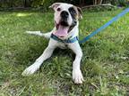 Adopt Stewie - Kitchener a White Mixed Breed (Large) / Mixed dog in Kitchener