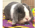 Adopt Duncan a Grey/Silver Dutch / Lop-Eared / Mixed rabbit in Oshkosh