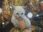 Adopt 54115694 a White Siamese / Domestic Shorthair / Mixed (short coat) cat in