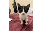 Adopt Yolo a All Black Domestic Shorthair / Domestic Shorthair / Mixed cat in