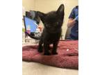 Adopt Yippee a All Black Domestic Shorthair / Domestic Shorthair / Mixed cat in