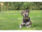 Adopt Cheddar a Brown/Chocolate - with Tan Catahoula Leopard Dog / Mixed Breed
