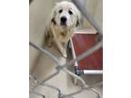 Adopt Gina a Great Pyrenees / Mixed dog in Covington, GA (39175028)