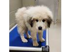 Adopt 17085 a Great Pyrenees / Mixed dog in Covington, GA (39175025)