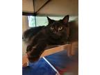 Adopt Tarot a All Black Maine Coon / Domestic Shorthair / Mixed cat in Midland