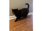 Adopt Nala a Tortoiseshell Domestic Shorthair (short coat) cat in Green Cove