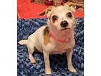 Adopt Lily a White Jack Russell Terrier / Rat Terrier / Mixed dog in Troy