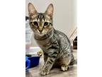 Adopt Dolly a Brown Tabby Domestic Shorthair (medium coat) cat in Northwood