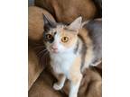 Adopt Lexi a Calico or Dilute Calico Calico (medium coat) cat in Concord