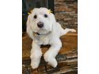 Adopt Rizza a White Goldendoodle / Mixed dog in Escondido, CA (39174633)